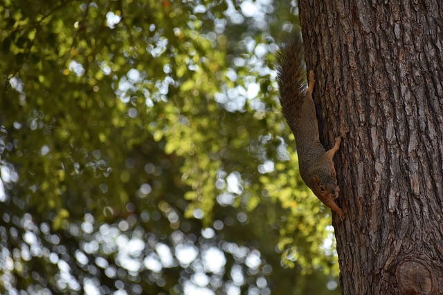 成為對陣利 成為對陣利